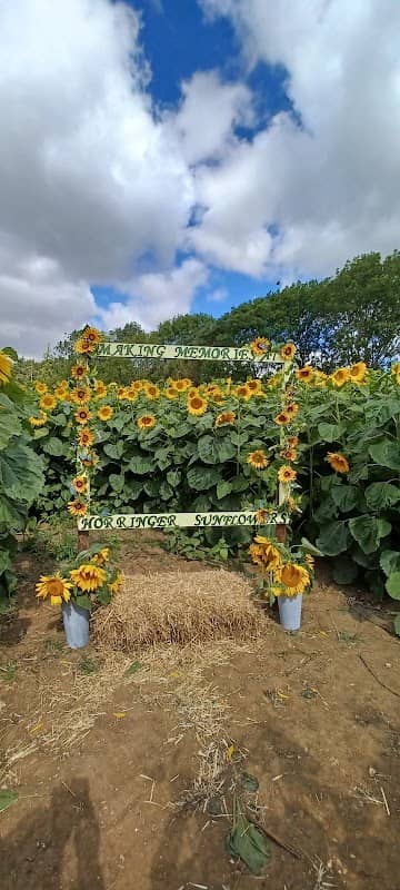 Horringer sunflower field - Image 1