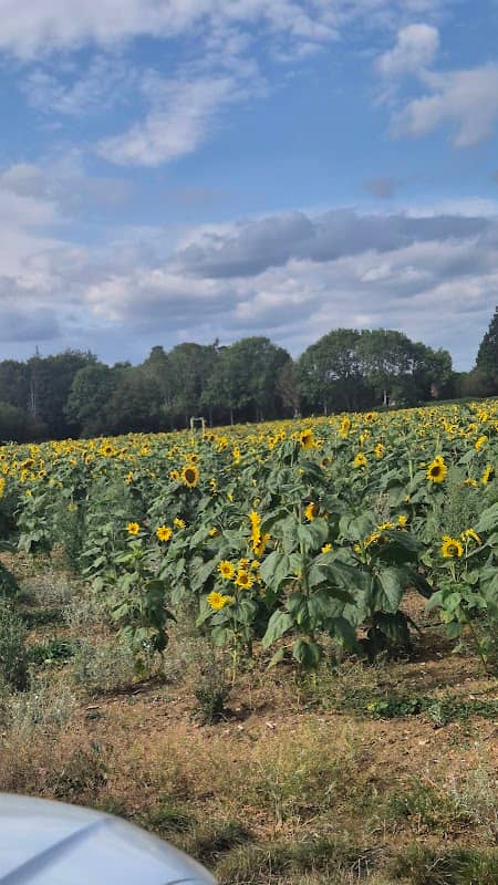 Horringer sunflower field - Image 2