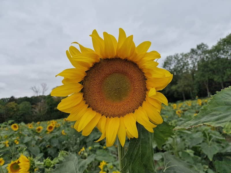 Horringer sunflower field - Image 3