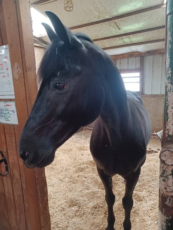 Majic Stable LLC - Image 1
