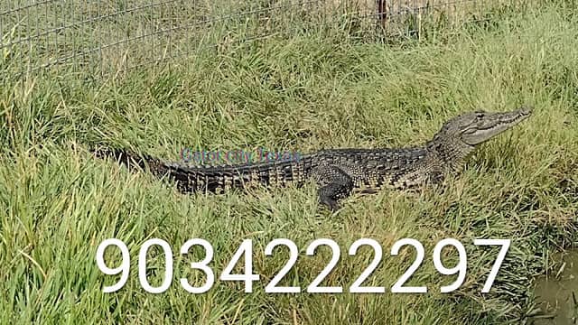 Crocodile Creek & Alligators - Image 1