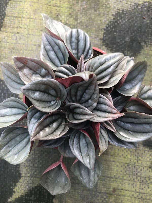 Vivero Aglaomas - Image 1