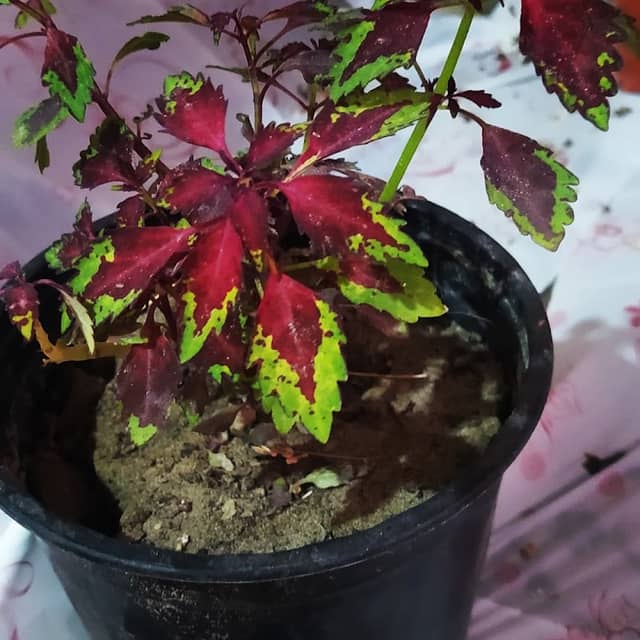 Fatima's Garden مشتل حديقة فاطمة - Image 1