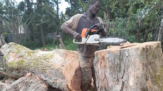 Tree monkey boys - Image 1