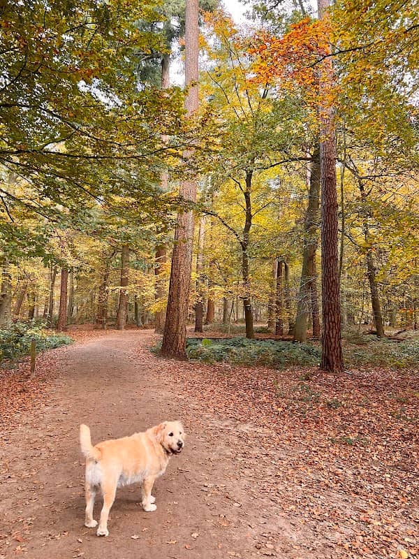 Dog walk area - Image 2