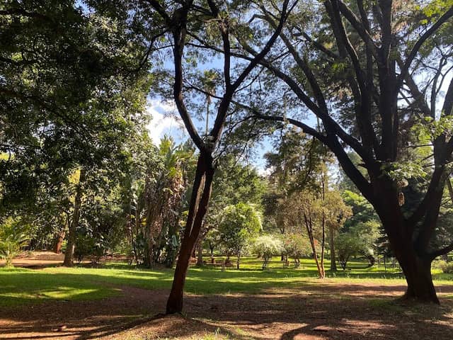 The Nairobi Arboretum - Image 2
