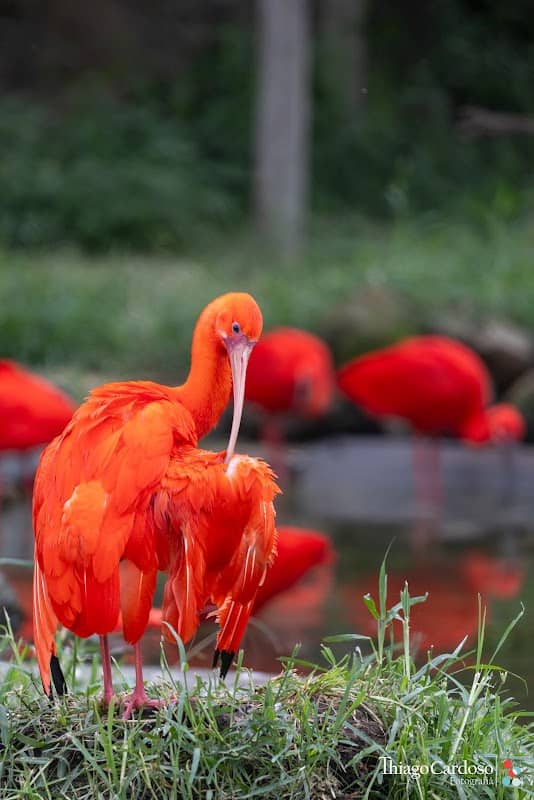 Zoo Bird - Image 1
