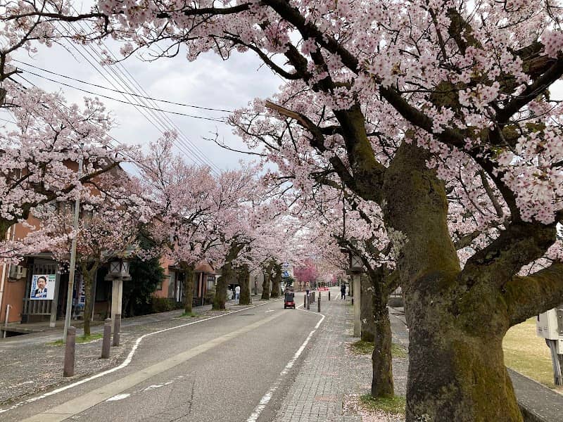 神明桜通りの桜 - Image 1