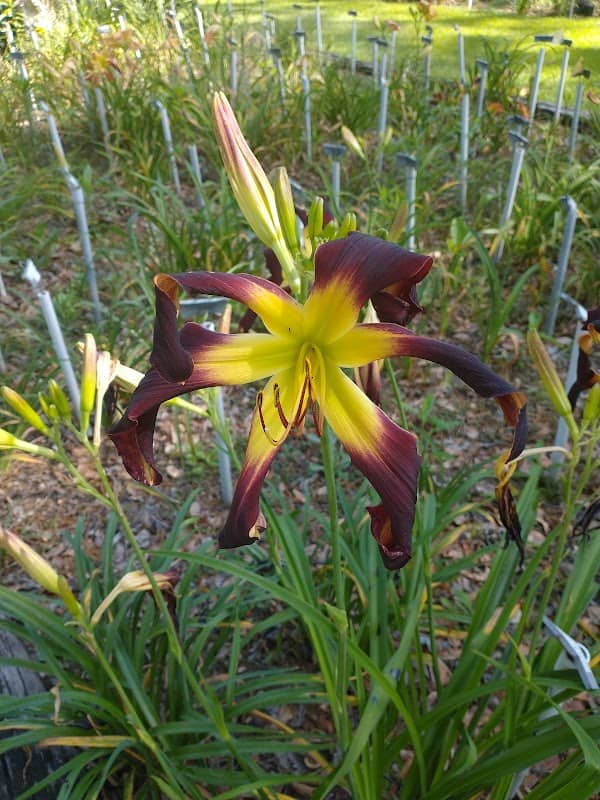 Peace On Earth Gardens - Image 2