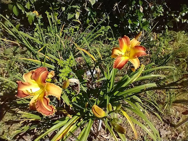 Peace On Earth Gardens - Image 1