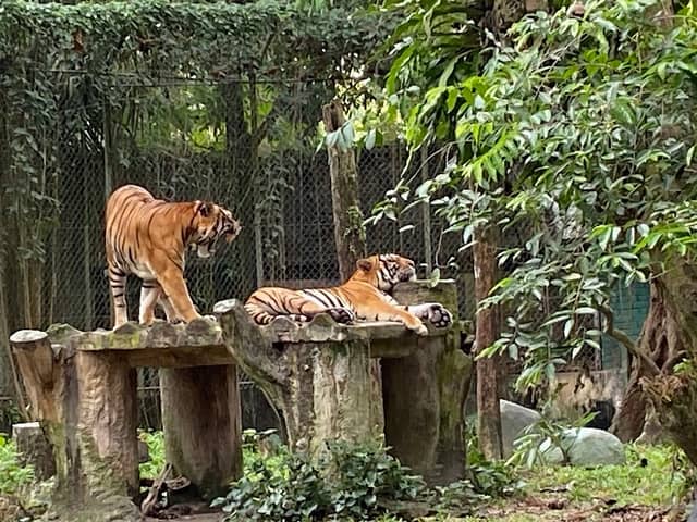 Zoo Negara Malaysia - Image 1
