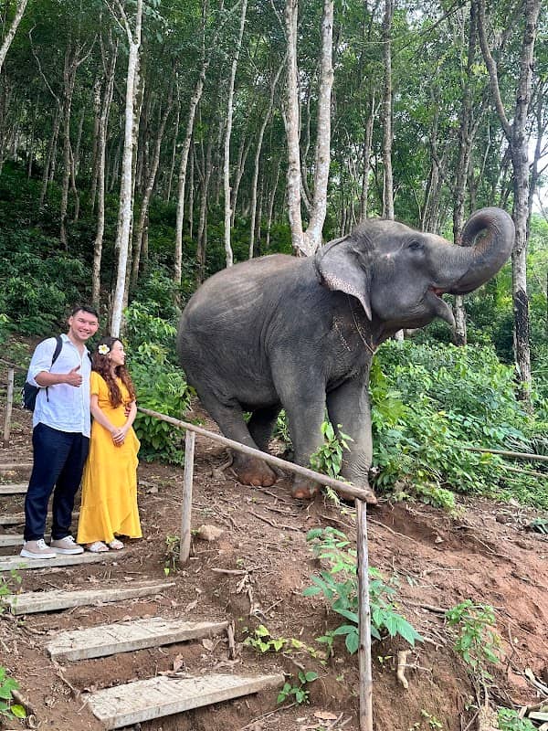Phuket Elephant Conservation - Image 3