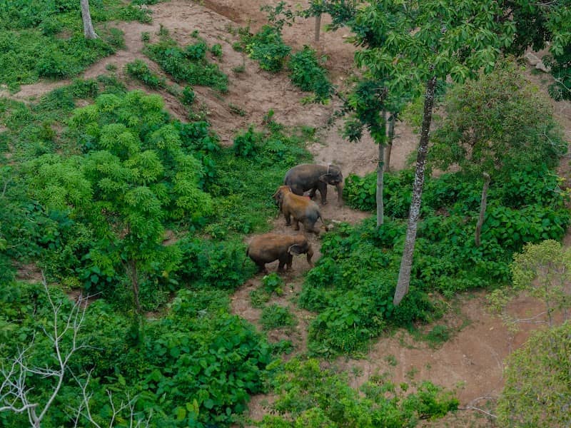 Phuket Elephant Conservation - Image 1