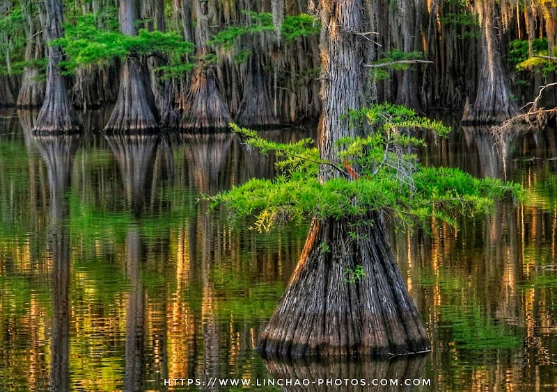 Caddo Lake State Park - Image 1