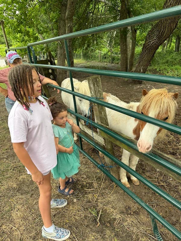 CJ's Stable - Image 2