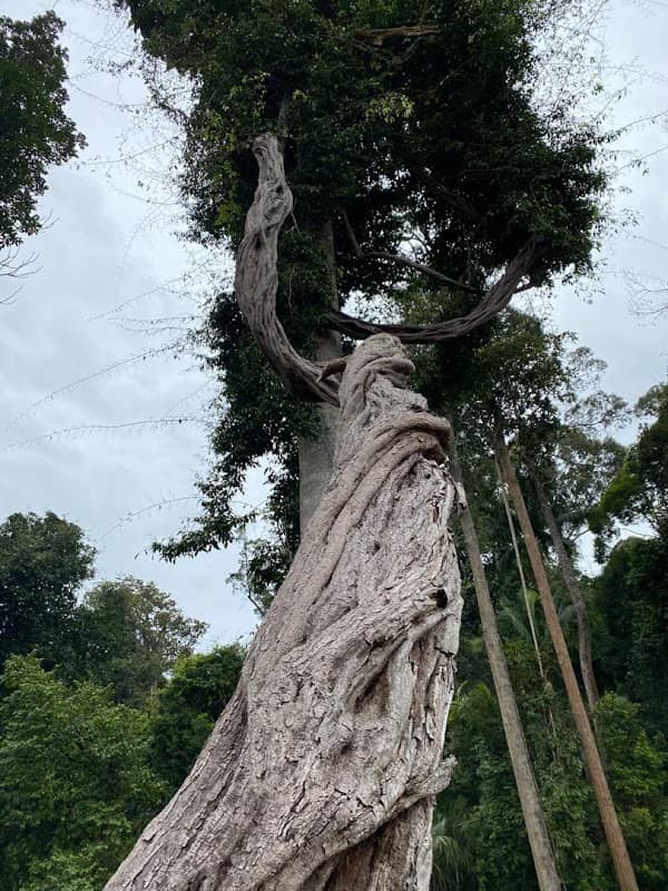 华盛 HUA XIN @ PAGOH - Image 1