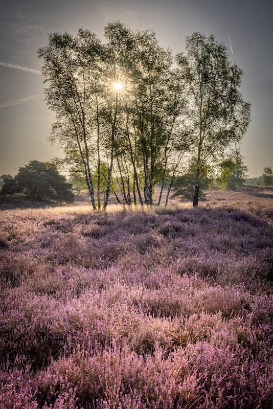 Westruper Heide - Image 1