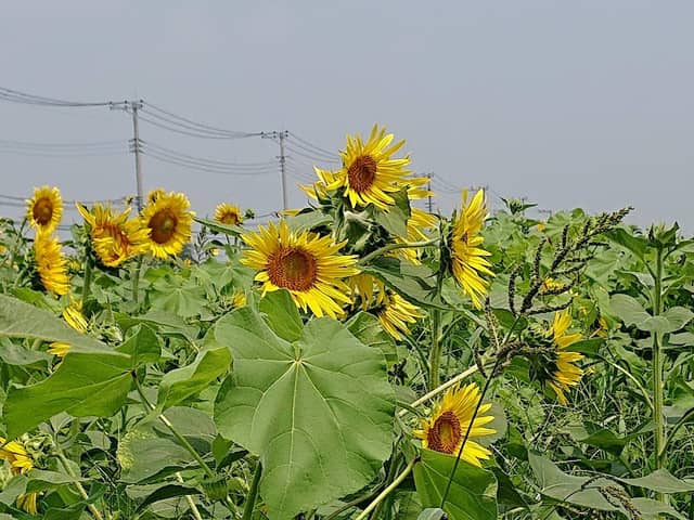 下八ツ林ひまわり畑 - Image 1