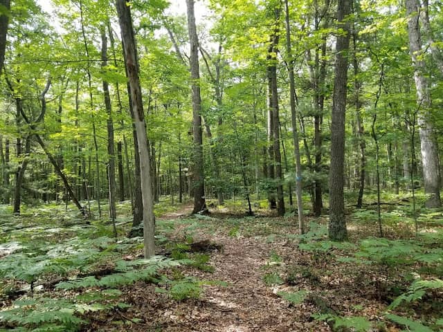 Anderson Woods Nature Preserve - Image 2