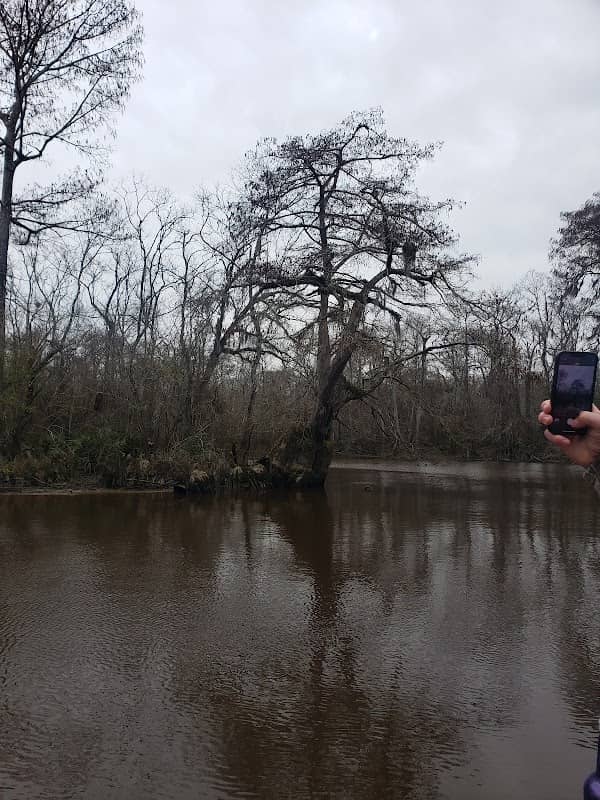Giant Old Growth Cypress Tree - Image 1