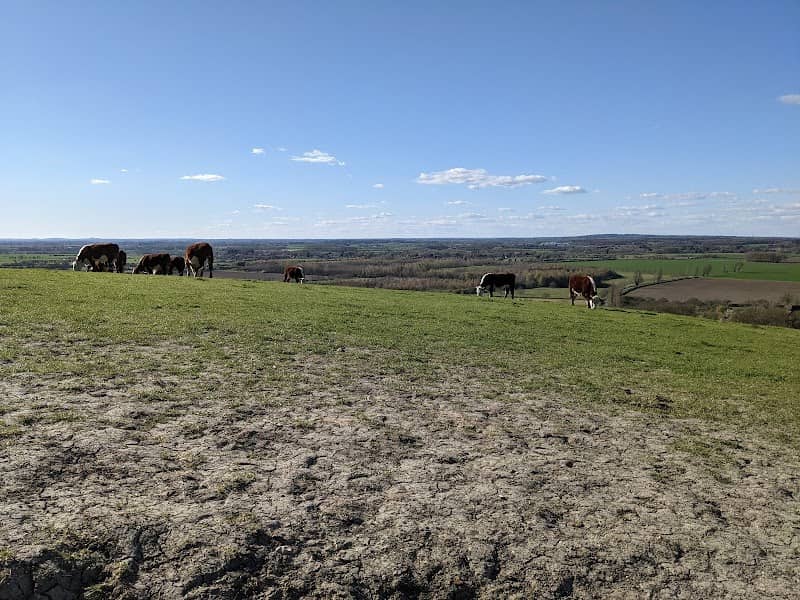 Wittenham Clumps - Image 2