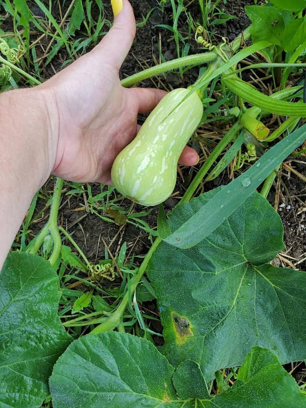 Pickerington Community Gardens - Image 2