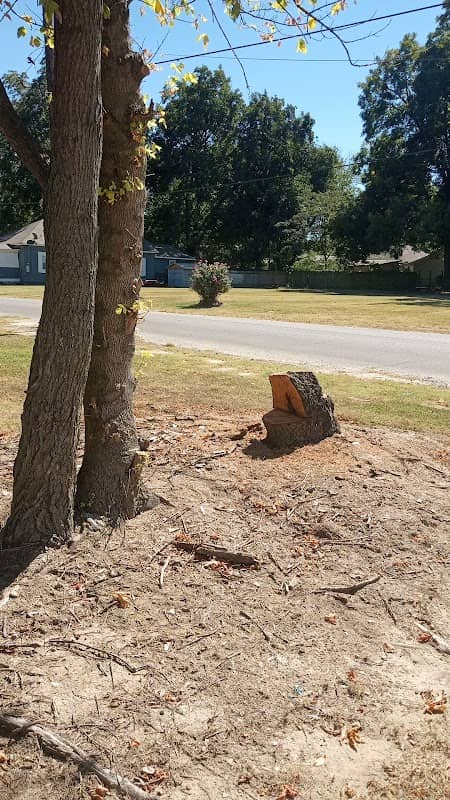 West End Pecan tree grove - Image 1