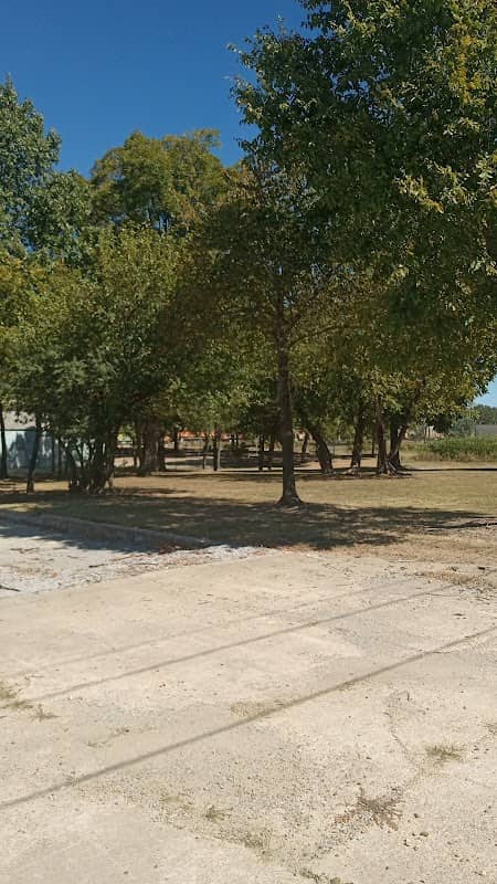 West End Pecan tree grove - Image 2