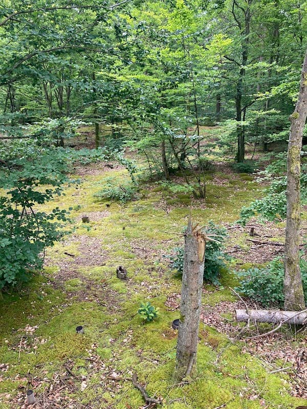 Trekantskoven Hundeskov - Image 1