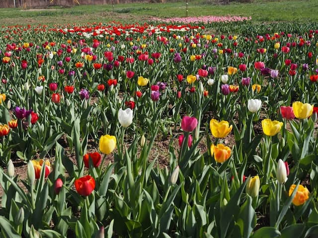 Hattiesburg Botanical Garden - Image 1