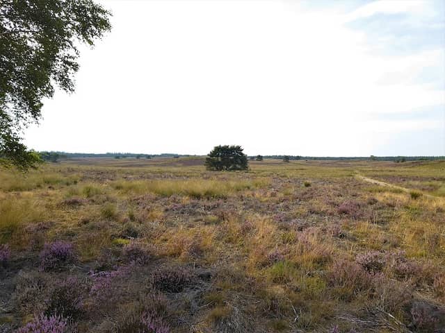 Wildarena Hemellootjes - Image 1