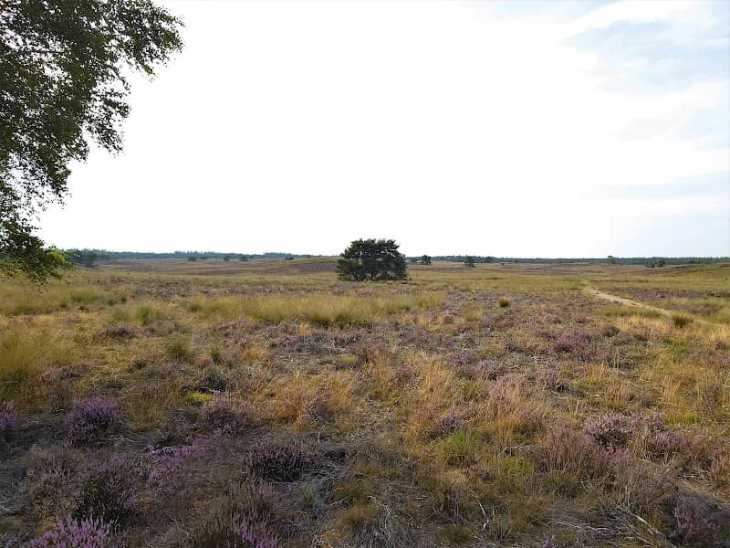 Wildarena Hemellootjes - Image 1