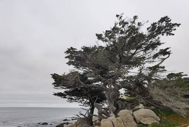 Ghost Trees at Pescadero Point - Image 2