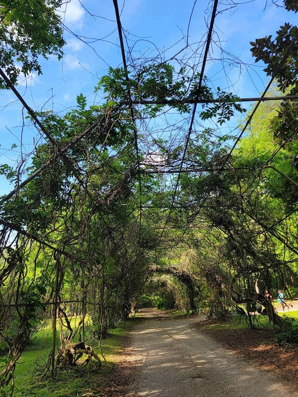 Wisteria Arch - Image 2
