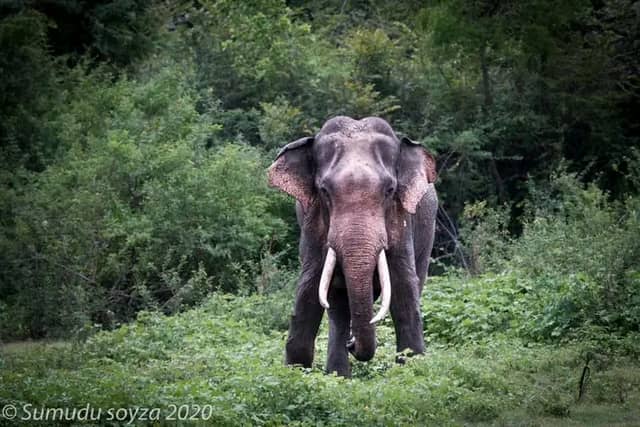 Chathuranga tours - Image 1