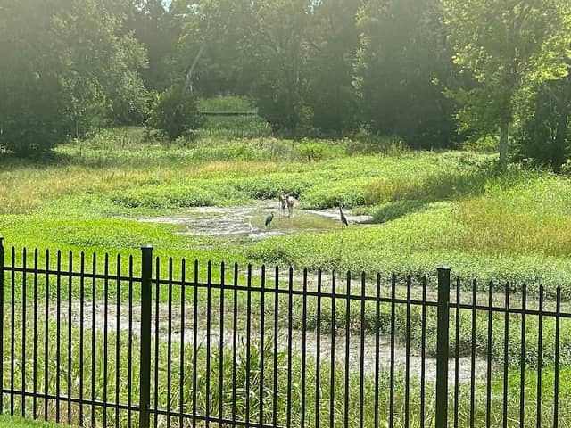 Prairie Creek Open Area - Image 3