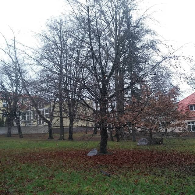 Buk Pielgrzym - Image 2