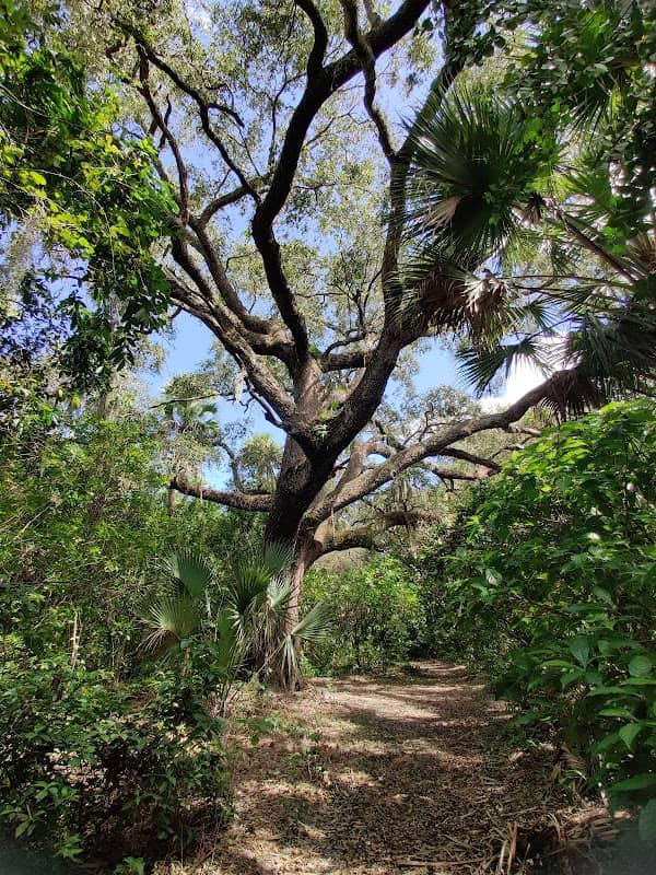 Devil's Tree - Image 1