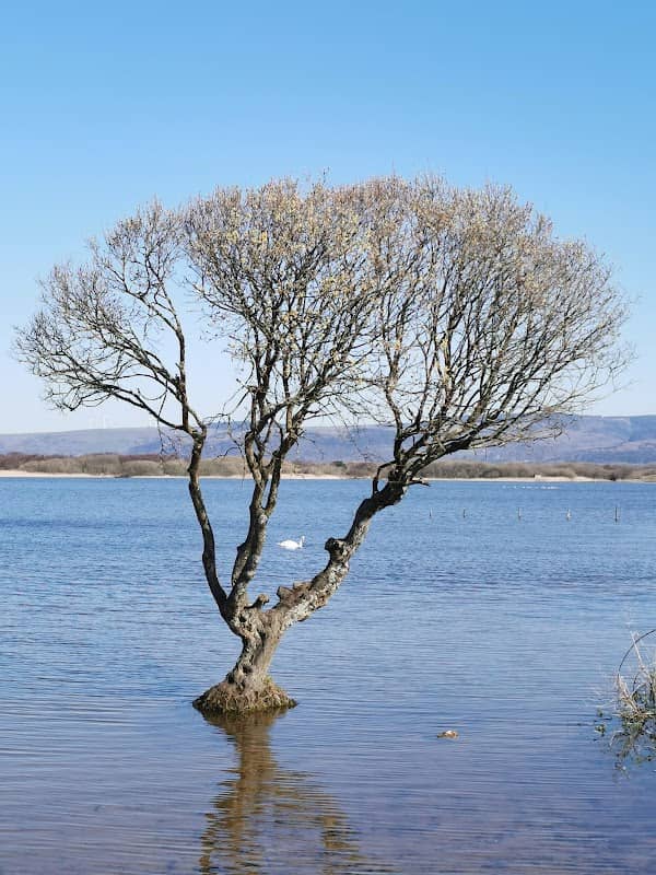 Kenfig Pool - South Hide - Image 2