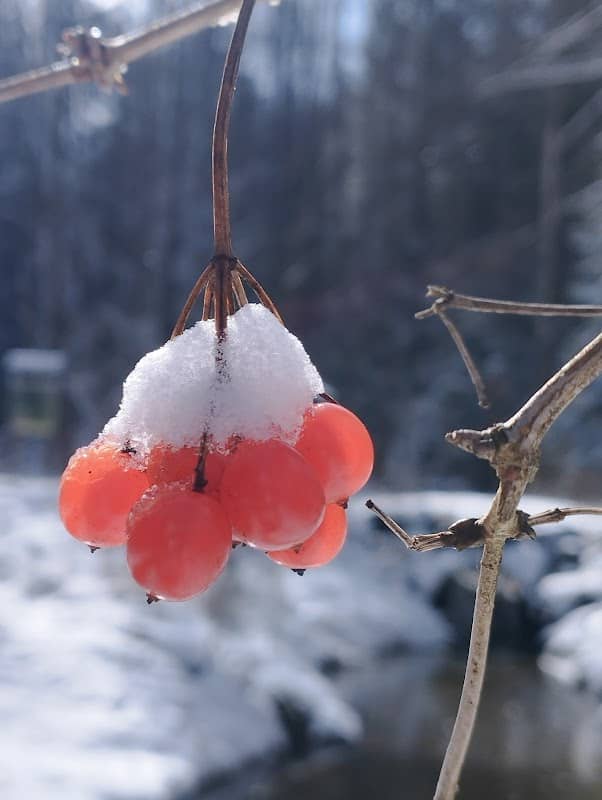 Psí kuchyně - Image 3