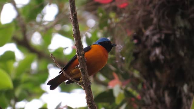 Nasua Tours Monteverde - Image 3