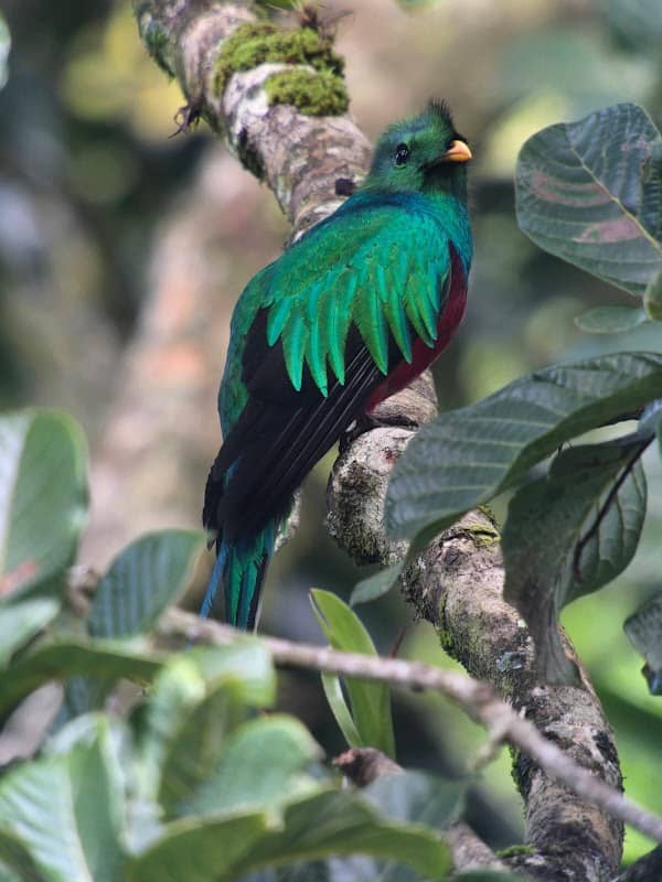 Nasua Tours Monteverde - Image 1