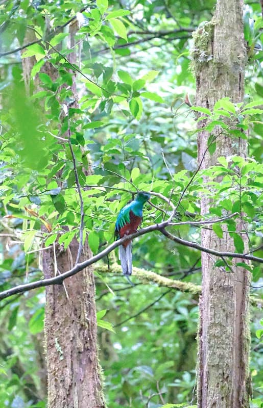 Nasua Tours Monteverde - Image 2