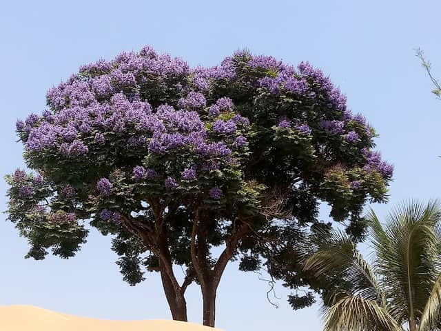Jacarandá Roxo da Amazônia - Image 2