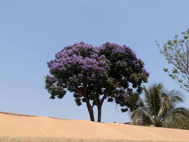 Jacarandá Roxo da Amazônia - Image 1