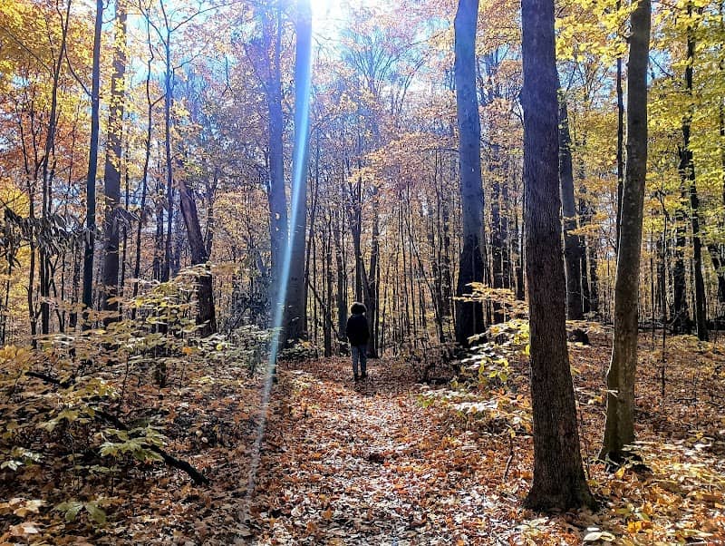 Warren Woods Forest Primeval - Image 2