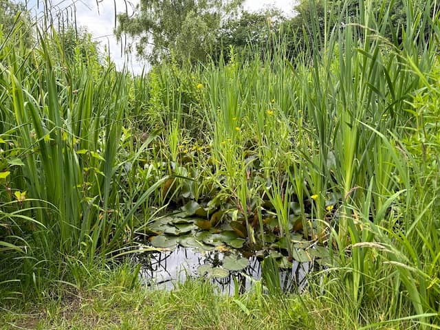Hill Rise Local Nature Reserve - Image 2