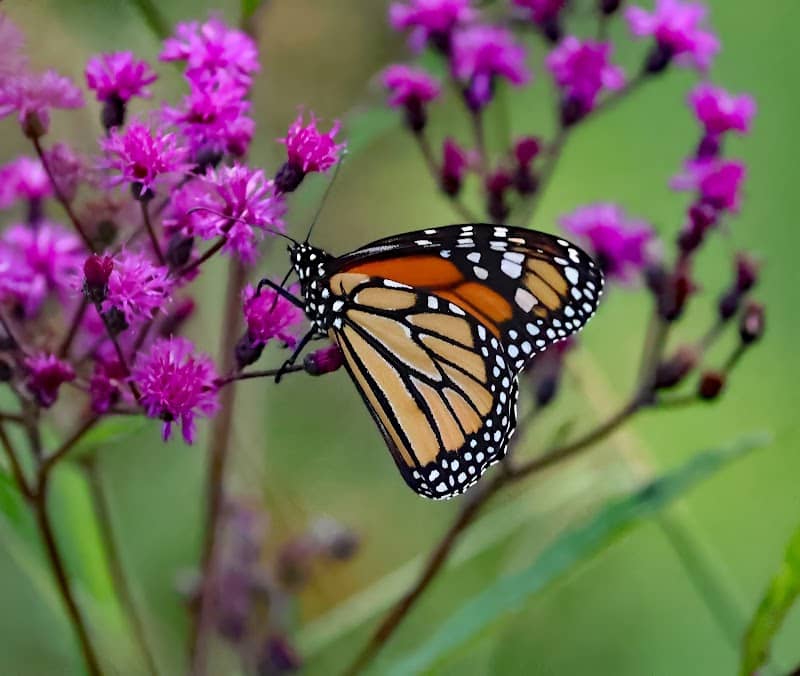 Monarch Habitat - Image 1