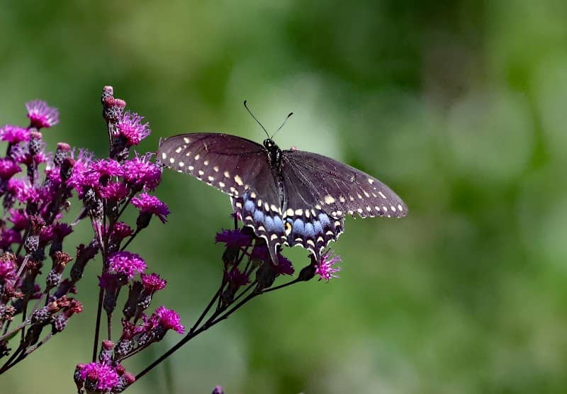 Monarch Habitat - Image 2