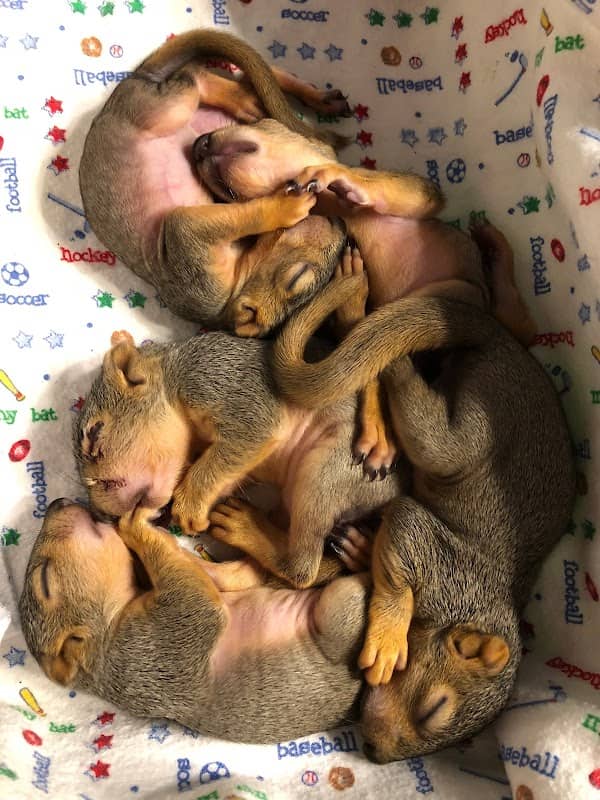 Carmela’s Sanctuary of Squirrels - Image 2